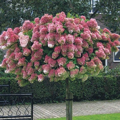 Changing Hydrangea Tree