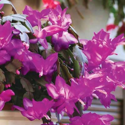 Christmas Lavender Cactus