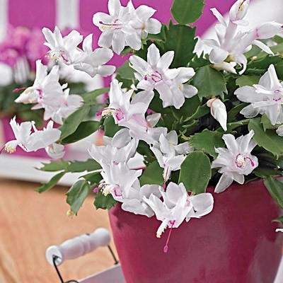 Christmas White Cactus