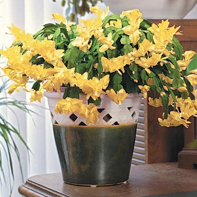 Christmas Yellow Cactus