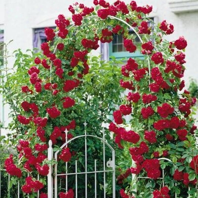 Climbing Blaze Rose