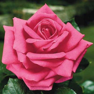 Curly Pink Rose