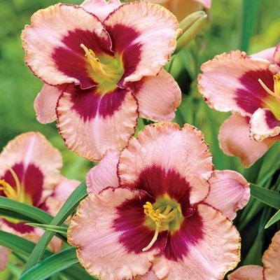 Daring Deception Daylily