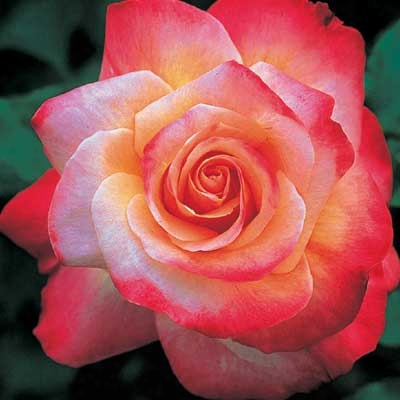 Double Delight Rose