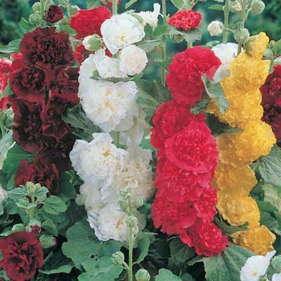 Double Hollyhock