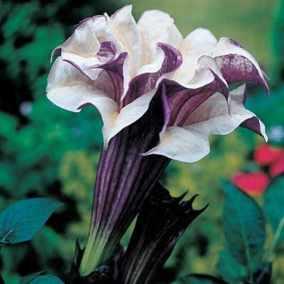 Double Lavender Angel Trumpet