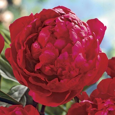 Double Red Peony