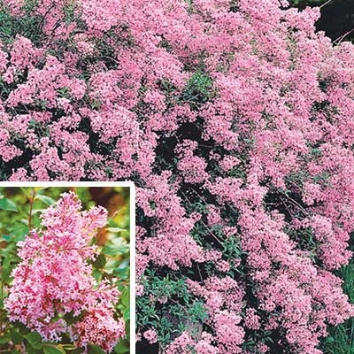 Dwarf Josee Reblooming Lilac