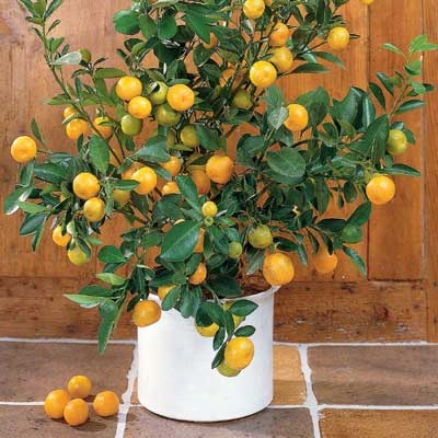 Dwarf Orange Citrus