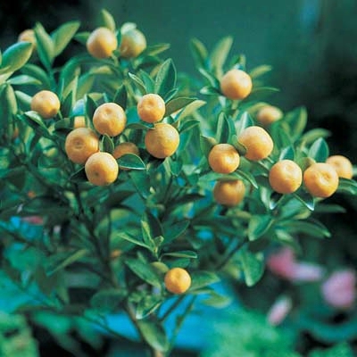 Dwarf Tangerine Citrus