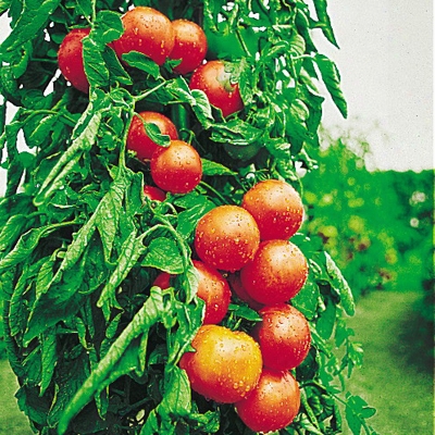 Early Girl Hybrid Tomato