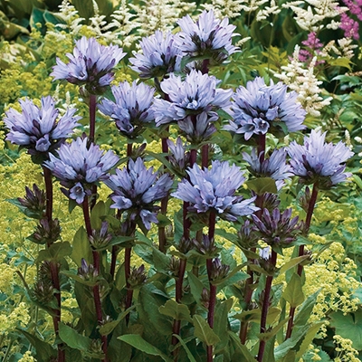 Emerald Campanula