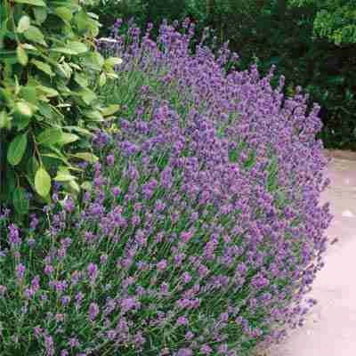 English Lavender