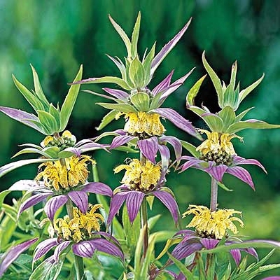 Fantasy Monarda