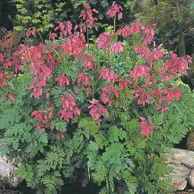 Fern-leaf Bleeding Heart