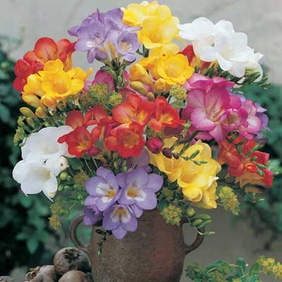 Freesia Mix