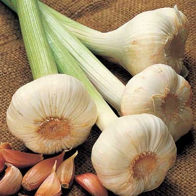 Garlic Sets