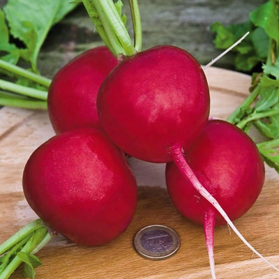 German Giant Radish