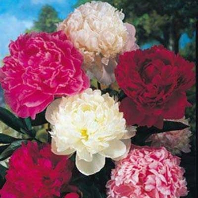 Giant Double Peony Collection