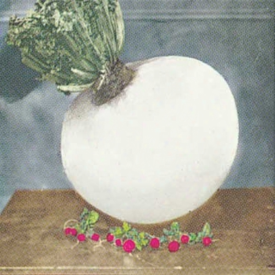 Giant Sakurajima Radish