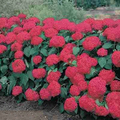 Glowing Embers Hydrangea