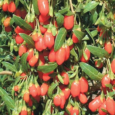 Goji  Berry