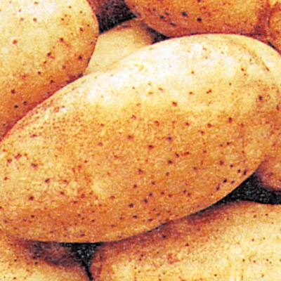 Golddush Russet Potato