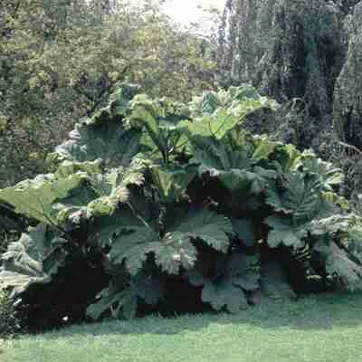 Great Gunnera