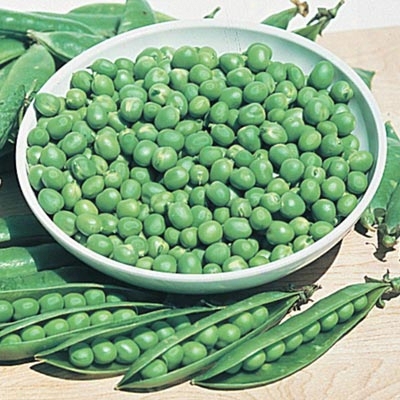 Green Arrow Pea