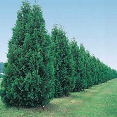 Green Giant Thuja