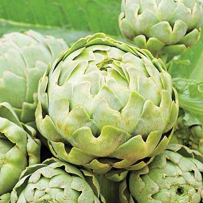 Green Globe Improved Artichoke