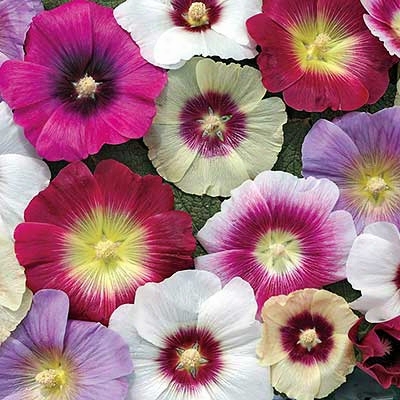 Halo Perennial Hollyhocks