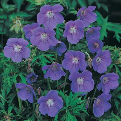 Hardy Blue Geranium