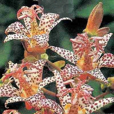 Hardy Japanese Toad Lily