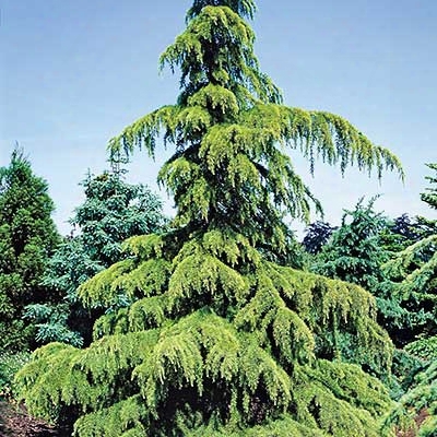 Himalayan Cedar