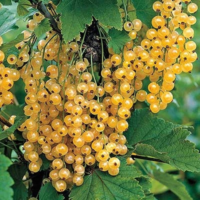 Imperial White Currant