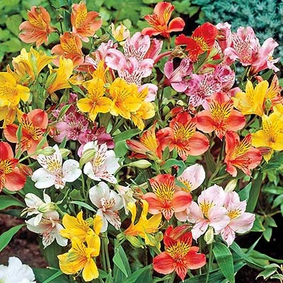 Inca Lily Mix