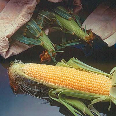 Incredible Corn