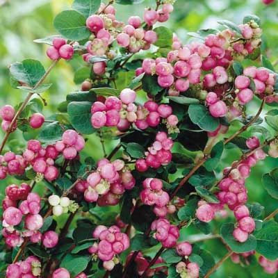 Indian Currant Coralberry