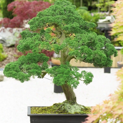 Indoor Juniper