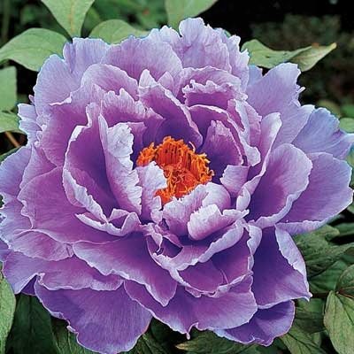 Kamata Nishiki Tree Peony