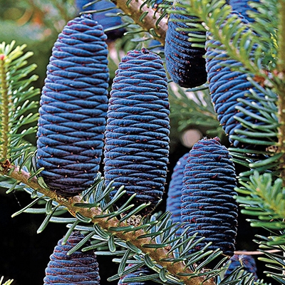 Korean Fir