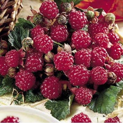 Latham Raspberry