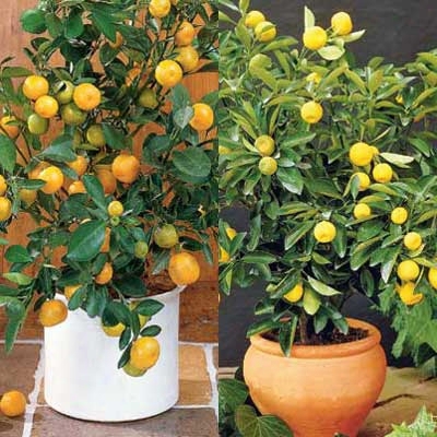 Lemon & Orange Citrus Collection