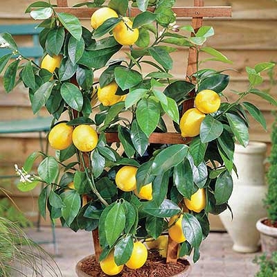 Lemon Dwarf Citrus