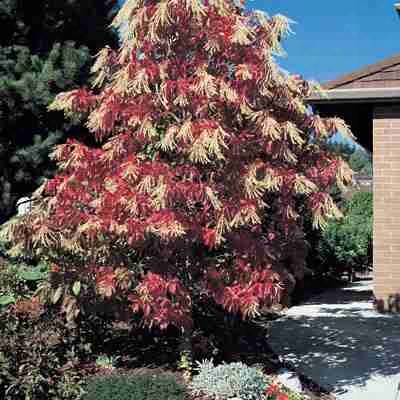 Lily Of The Valley Tree