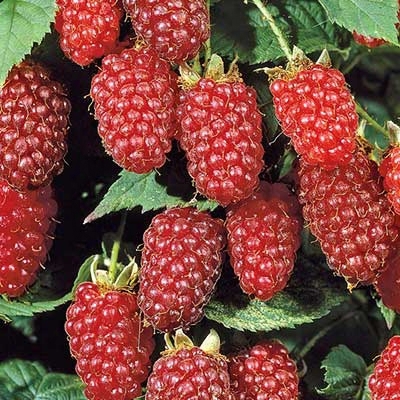 Loganberry