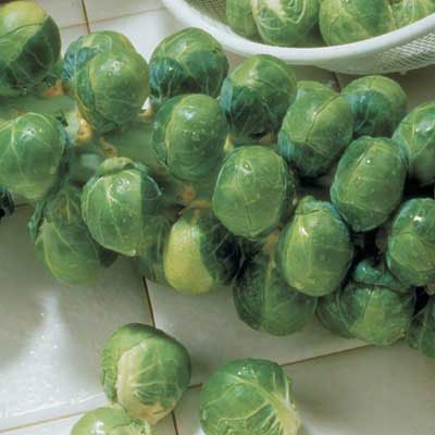 Long Island Brussel Sprout