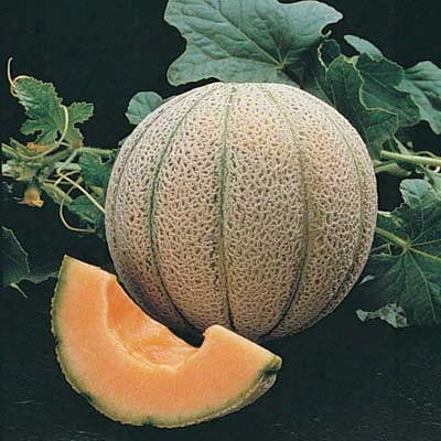 Magnifisweet Muskmelon