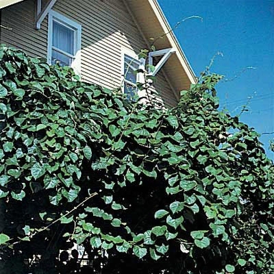 Male (pollination) Kiwi